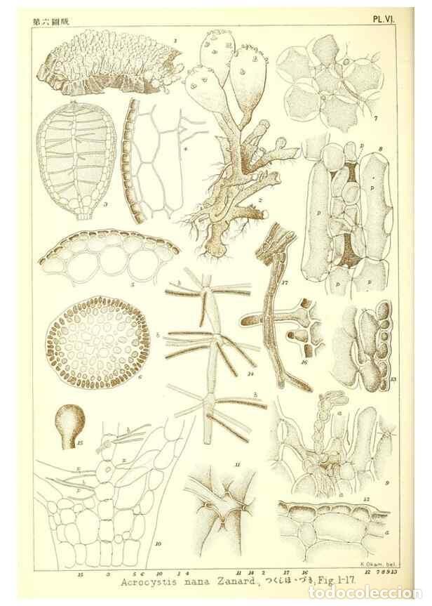 Sammeln von Zeitschriften und Zeitungen: Reproducci&oacute;n/Reproduction 49673339793: Icones of Japanese algae.. Tokyo,Kazamashobo[1907-1942]. - Ok