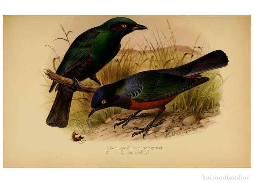 Sammeln von Zeitschriften und Zeitungen: Reproducci&oacute;n/Reproduction 49655865506: The birds of Africa,. London,Published for the author by R.H.