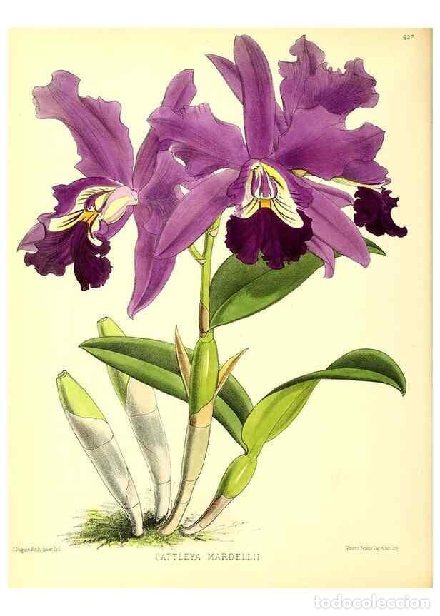 Sammeln von Zeitschriften und Zeitungen: Reproducci&oacute;n/Reproduction 49680513491: The floral magazine;. London,L. Reeve & Co.. - Dombrain, Henr