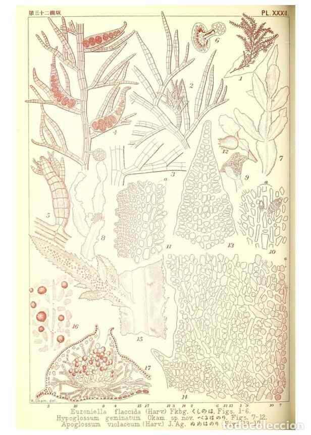 Sammeln von Zeitschriften und Zeitungen: Reproducci&oacute;n/Reproduction 49673888686: Icones of Japanese algae.. Tokyo,Kazamashobo[1907-1942]. - Ok