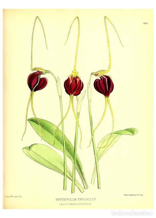 Sammeln von Zeitschriften und Zeitungen: Reproducci&oacute;n/Reproduction 49680805527: The floral magazine;. London,L. Reeve & Co.. - Dombrain, Henr