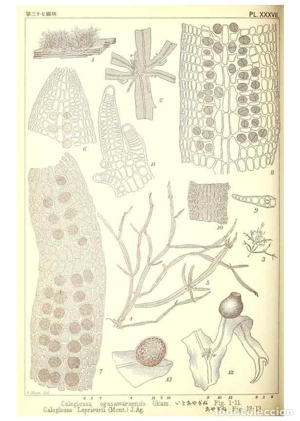Sammeln von Zeitschriften und Zeitungen: Reproducci&oacute;n/Reproduction 49673890276: Icones of Japanese algae.. Tokyo,Kazamashobo[1907-1942]. - Ok
