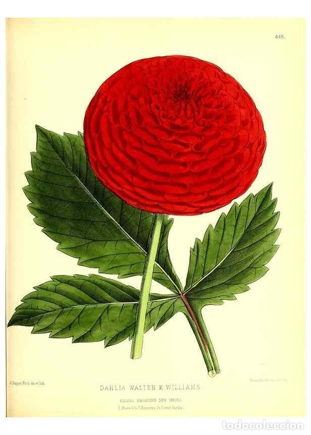 Sammeln von Zeitschriften und Zeitungen: Reproducci&oacute;n/Reproduction 49680806632: The floral magazine;. London,L. Reeve & Co.. - Dombrain, Henr