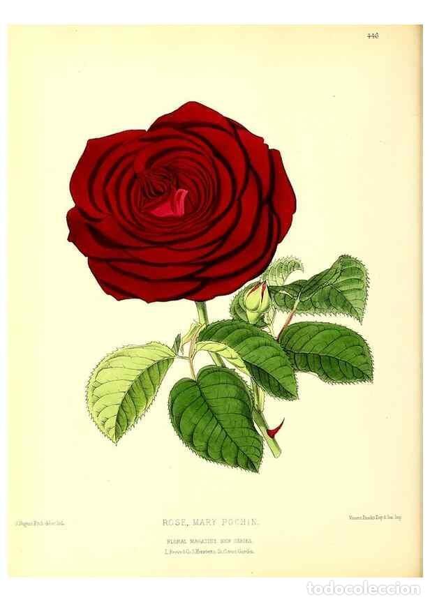 Sammeln von Zeitschriften und Zeitungen: Reproducci&oacute;n/Reproduction 49679982963: The floral magazine;. London,L. Reeve & Co.. - Dombrain, Henr