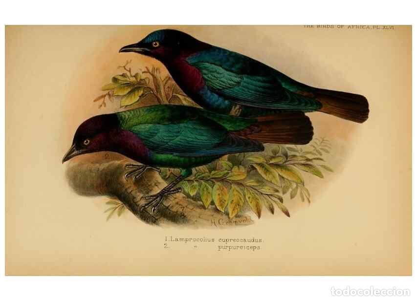 Sammeln von Zeitschriften und Zeitungen: Reproducci&oacute;n/Reproduction 49655865221: The birds of Africa,. London,Published for the author by R.H.