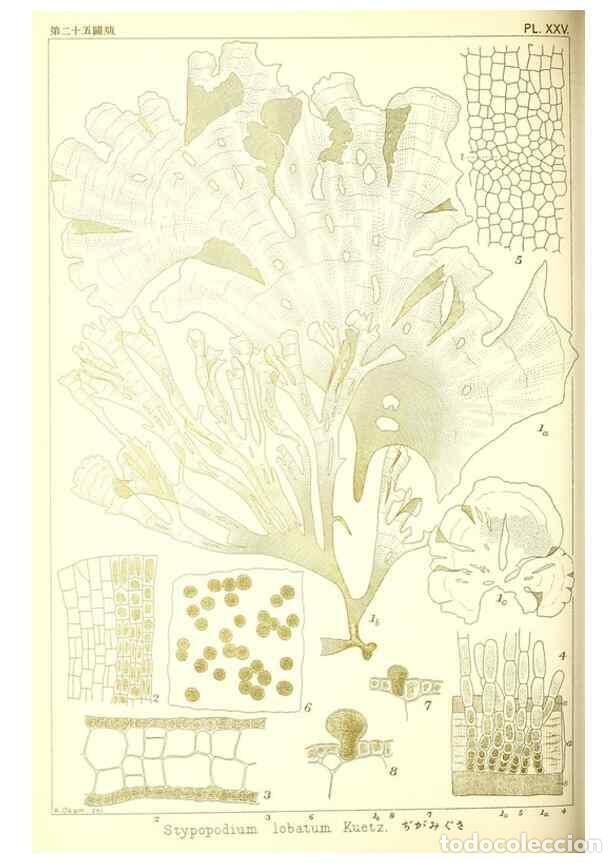 Sammeln von Zeitschriften und Zeitungen: Reproducci&oacute;n/Reproduction 49673886796: Icones of Japanese algae.. Tokyo,Kazamashobo[1907-1942]. - Ok