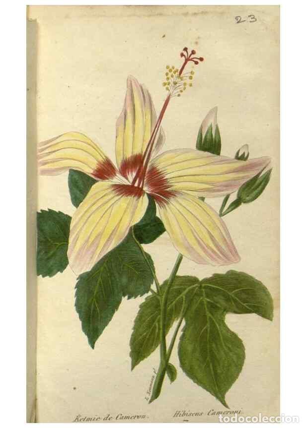 Sammeln von Zeitschriften und Zeitungen: Reproducci&oacute;n/Reproduction 49647061933: Revue horticole.. Paris :Librairie agricole de la maison rust