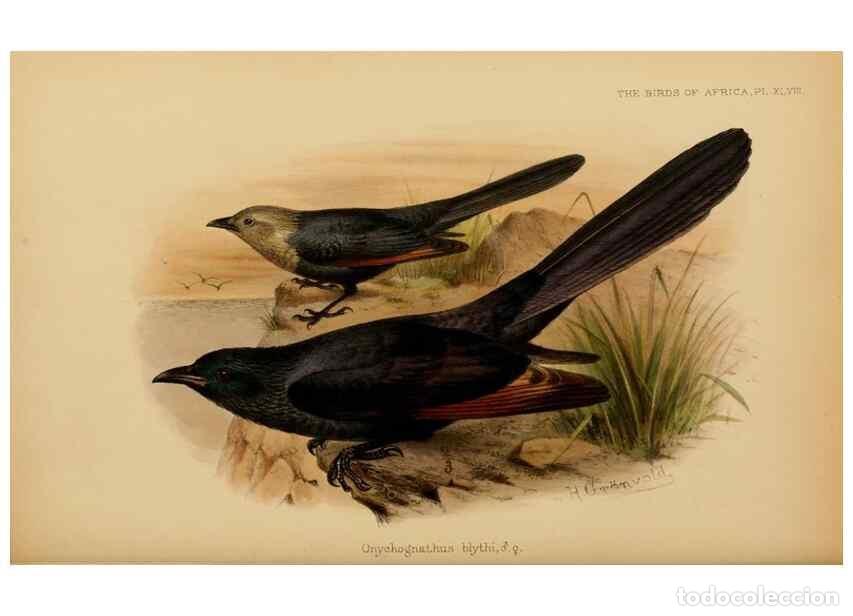 Sammeln von Zeitschriften und Zeitungen: Reproducci&oacute;n/Reproduction 49655865726: The birds of Africa,. London,Published for the author by R.H.