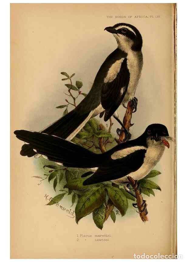 Sammeln von Zeitschriften und Zeitungen: Reproducci&oacute;n/Reproduction 49656199772: The birds of Africa,. London,Published for the author by R.H.