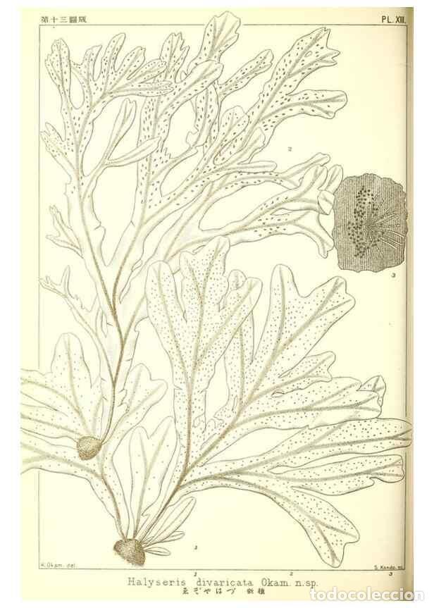 Sammeln von Zeitschriften und Zeitungen: Reproducci&oacute;n/Reproduction 49673883771: Icones of Japanese algae.. Tokyo,Kazamashobo[1907-1942]. - Ok