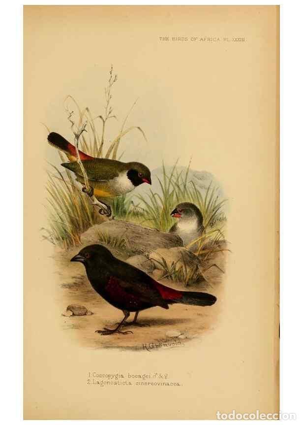 Sammeln von Zeitschriften und Zeitungen: Reproducci&oacute;n/Reproduction 49655129796: The birds of Africa,. London,Published for the author by R.H.