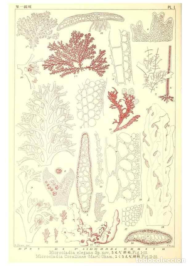 Sammeln von Zeitschriften und Zeitungen: Reproducci&oacute;n/Reproduction 49674160862: Icones of Japanese algae.. Tokyo,Kazamashobo[1907-1942]. - Ok