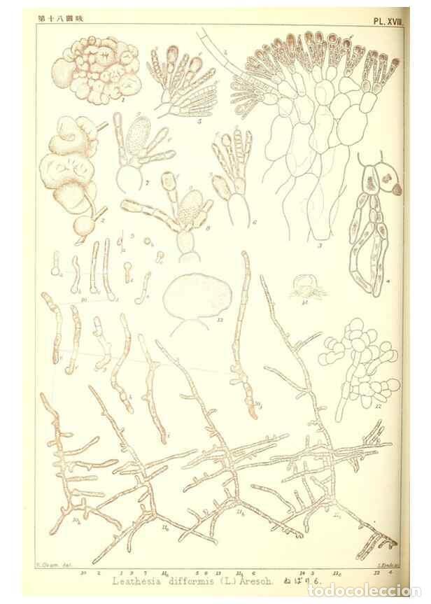 Sammeln von Zeitschriften und Zeitungen: Reproducci&oacute;n/Reproduction 49673885006: Icones of Japanese algae.. Tokyo,Kazamashobo[1907-1942]. - Ok