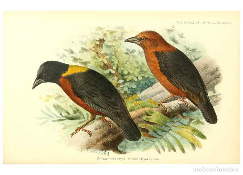 Sammeln von Zeitschriften und Zeitungen: Reproducci&oacute;n/Reproduction 49655489537: The birds of Africa,. London,Published for the author by R.H.