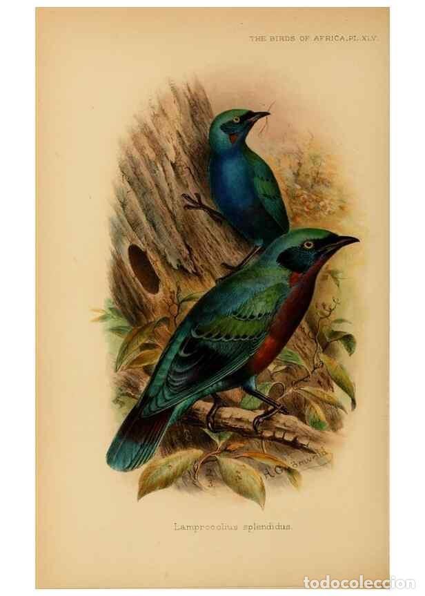 Sammeln von Zeitschriften und Zeitungen: Reproducci&oacute;n/Reproduction 49655864976: The birds of Africa,. London,Published for the author by R.H.