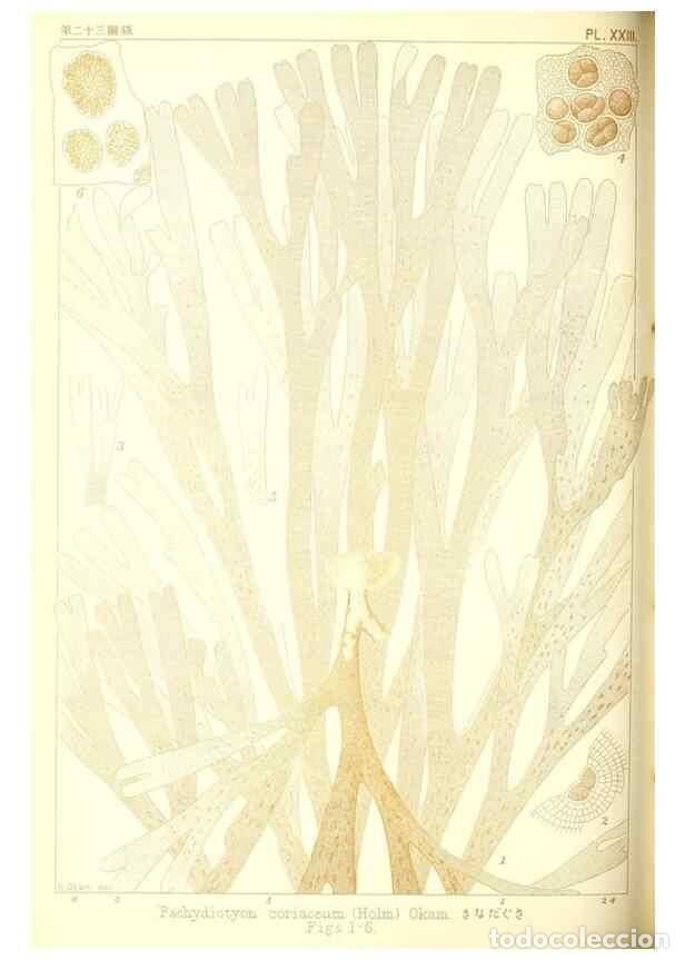 Sammeln von Zeitschriften und Zeitungen: Reproducci&oacute;n/Reproduction 49673344578: Icones of Japanese algae.. Tokyo,Kazamashobo[1907-1942]. - Ok