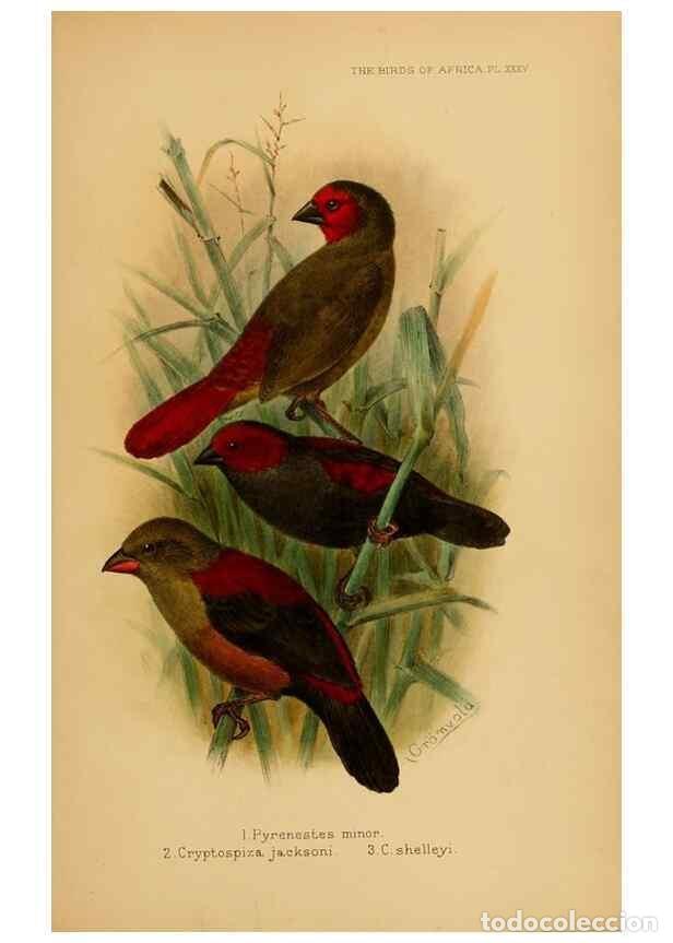 Sammeln von Zeitschriften und Zeitungen: Reproducci&oacute;n/Reproduction 49655130266: The birds of Africa,. London,Published for the author by R.H.