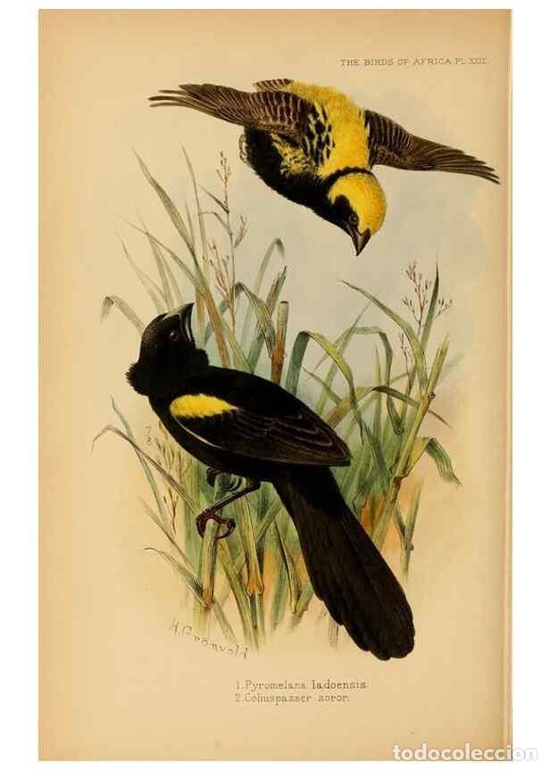 Sammeln von Zeitschriften und Zeitungen: Reproducci&oacute;n/Reproduction 49655128826: The birds of Africa,. London,Published for the author by R.H.