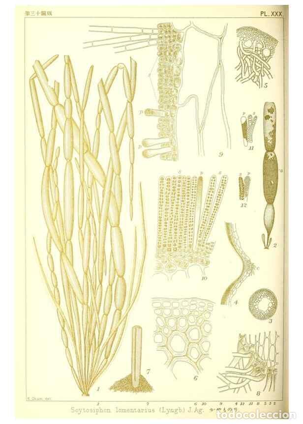 Sammeln von Zeitschriften und Zeitungen: Reproducci&oacute;n/Reproduction 49673888231: Icones of Japanese algae.. Tokyo,Kazamashobo[1907-1942]. - Ok