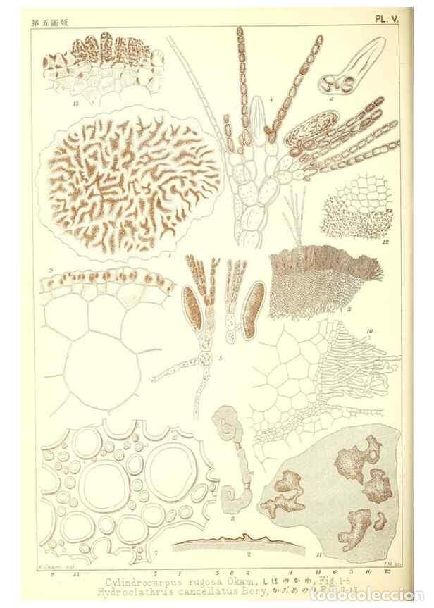 Collezionismo di Riviste e Giornali: Reproducci&oacute;n/Reproduction 49673339488: Icones of Japanese algae.. Tokyo,Kazamashobo[1907-1942]. - Ok