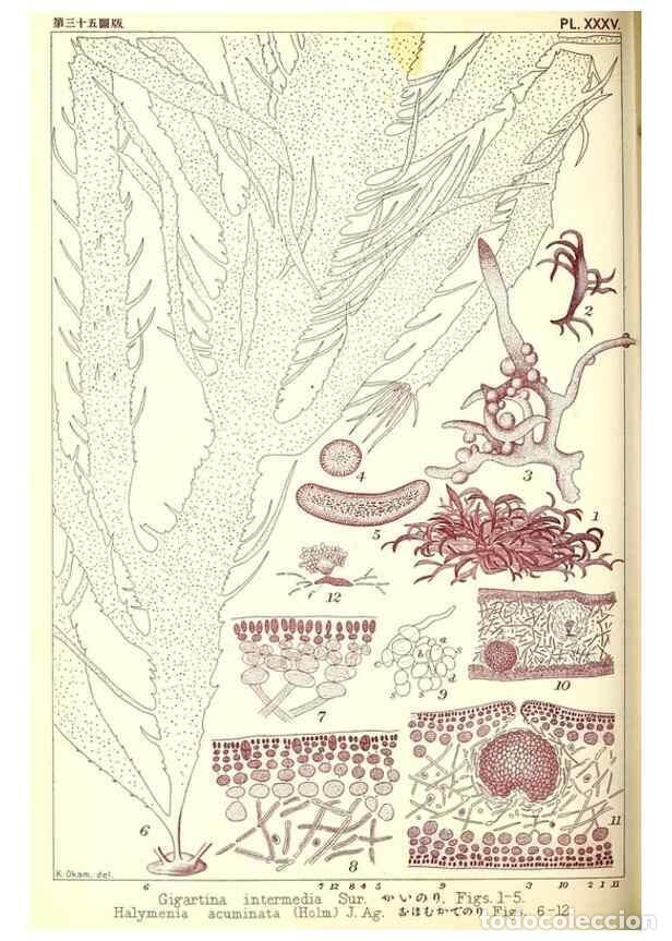 Collezionismo di Riviste e Giornali: Reproducci&oacute;n/Reproduction 49673889581: Icones of Japanese algae.. Tokyo,Kazamashobo[1907-1942]. - Ok
