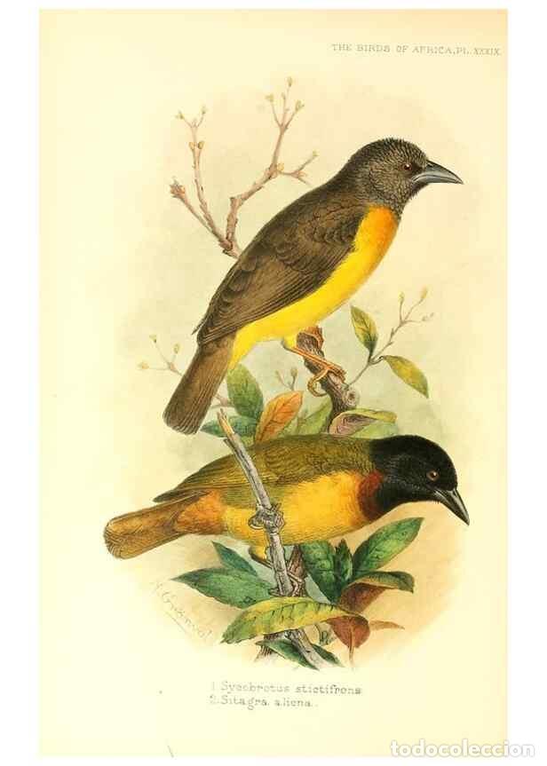 Collezionismo di Riviste e Giornali: Reproducci&oacute;n/Reproduction 49655489837: The birds of Africa,. London,Published for the author by R.H.