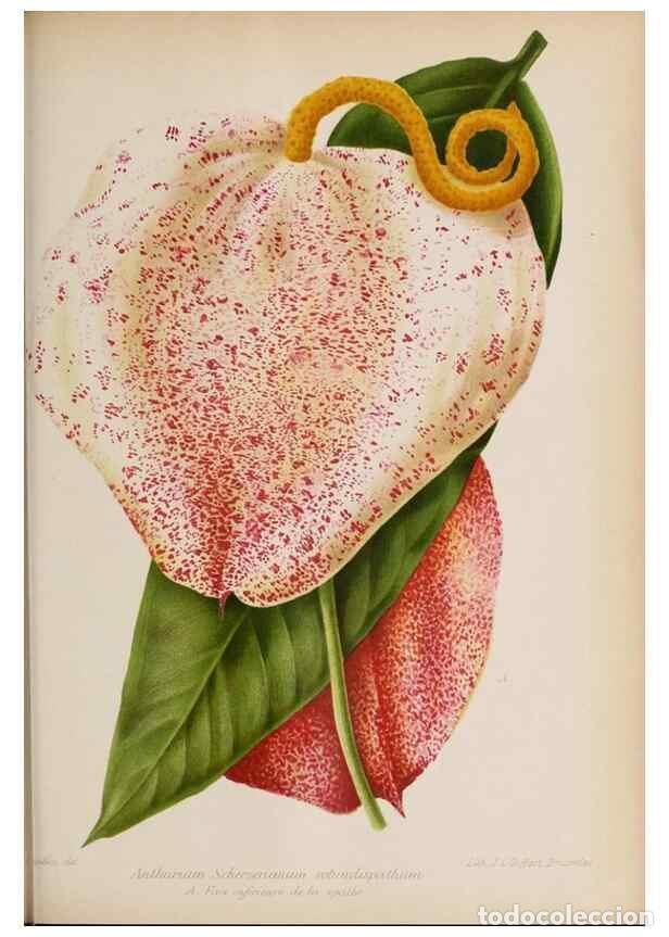 Collection Magazines and Newspapers: Reproducci&oacute;n/Reproduction 49643115608: Revue horticole.. Paris :Librairie agricole de la maison rust