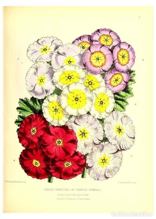 Collection Magazines and Newspapers: Reproducci&oacute;n/Reproduction 49677333056: The floral magazine;. London,L. Reeve & Co.. - Dombrain, Henr