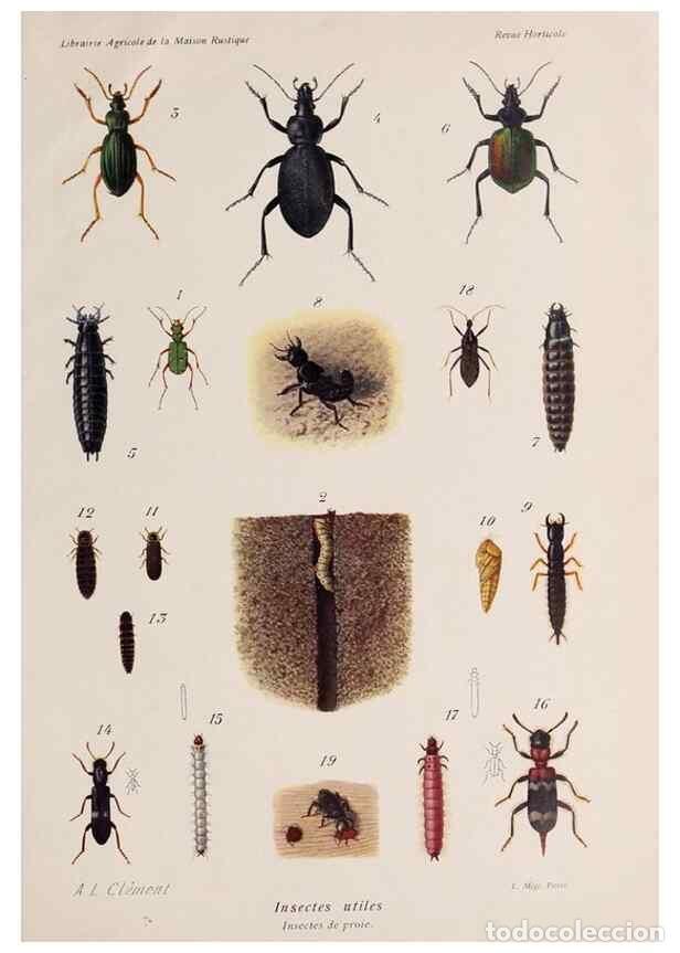 Collection Magazines and Newspapers: Reproducci&oacute;n/Reproduction 49643160883: Revue horticole.. Paris :Librairie agricole de la maison rust