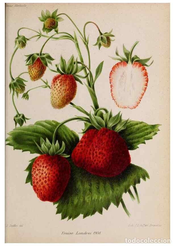 Collection Magazines and Newspapers: Reproducci&oacute;n/Reproduction 49643970102: Revue horticole.. Paris :Librairie agricole de la maison rust