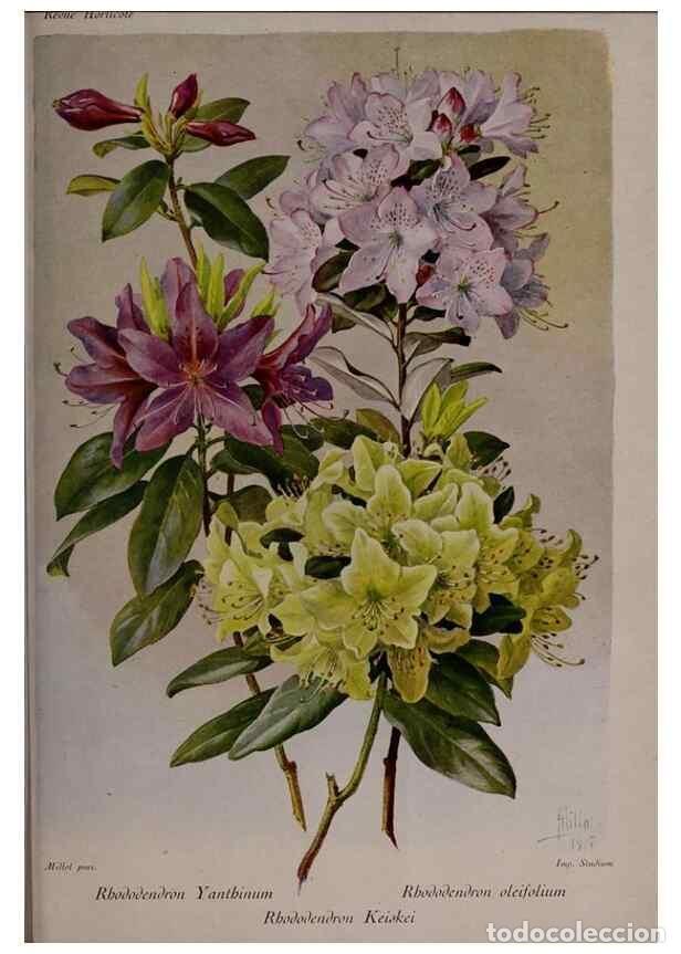 Collection Magazines and Newspapers: Reproducci&oacute;n/Reproduction 49644317162: Revue horticole.. Paris :Librairie agricole de la maison rust