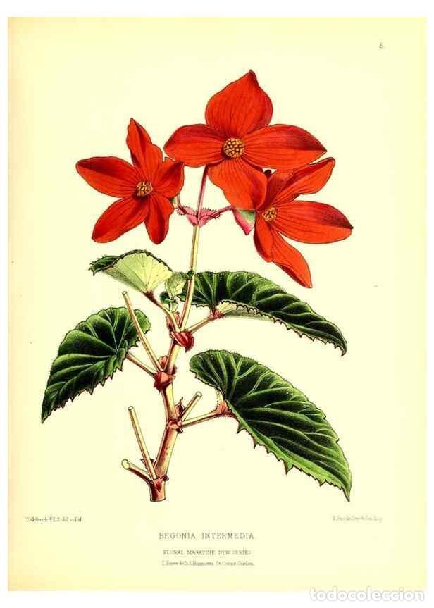 Collection Magazines and Newspapers: Reproducci&oacute;n/Reproduction 49676797388: The floral magazine;. London,L. Reeve & Co.. - Dombrain, Henr