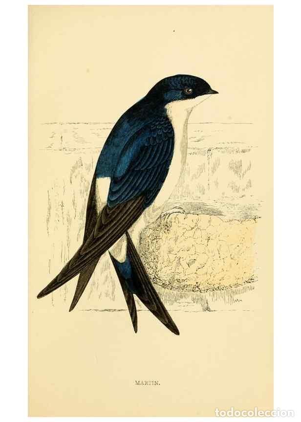 Collection Magazines and Newspapers: Reproducci&oacute;n/Reproduction 49675867053: A history of British birds.. London,Groombridge and Sons,[186