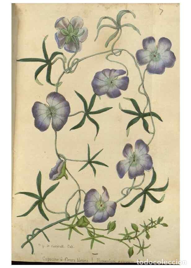 Collection Magazines and Newspapers: Reproducci&oacute;n/Reproduction 49647591826: Revue horticole.. Paris :Librairie agricole de la maison rust