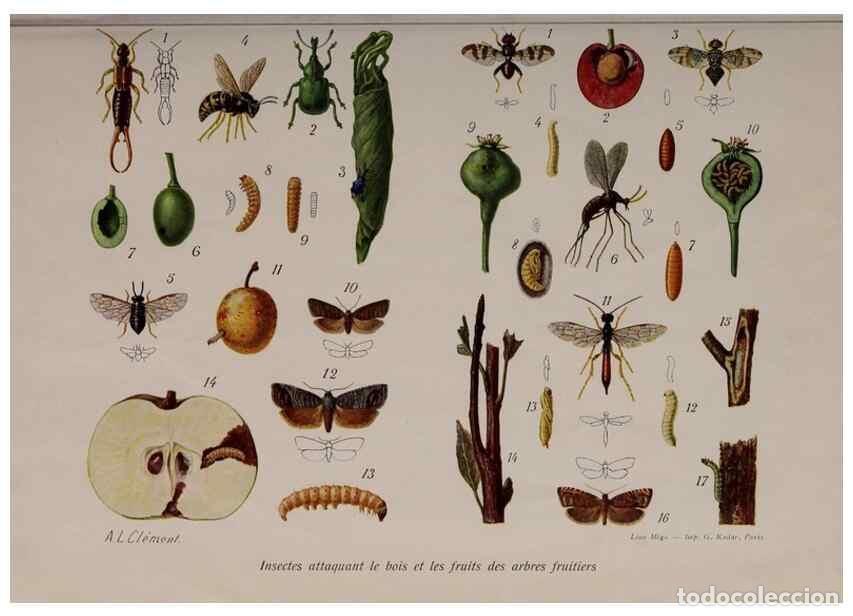 Collection Magazines and Newspapers: Reproducci&oacute;n/Reproduction 49643507708: Revue horticole.. Paris :Librairie agricole de la maison rust