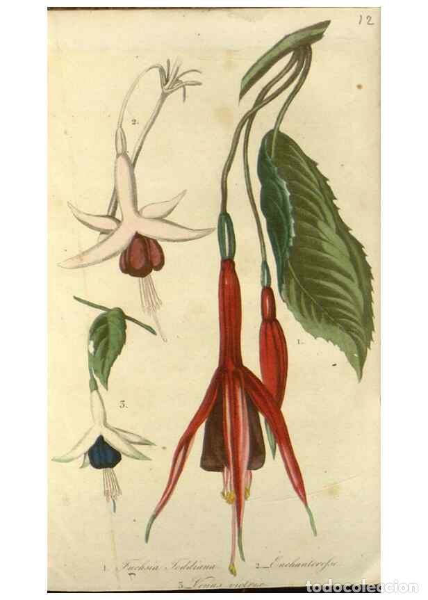 Collection Magazines and Newspapers: Reproducci&oacute;n/Reproduction 49647876347: Revue horticole.. Paris :Librairie agricole de la maison rust