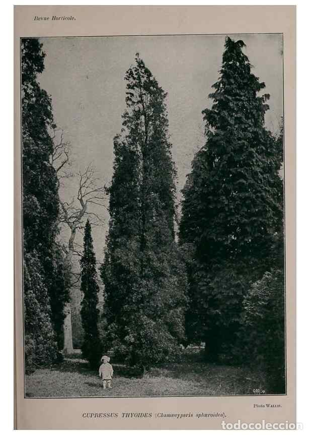 Collection Magazines and Newspapers: Reproducci&oacute;n/Reproduction 49643509308: Revue horticole.. Paris :Librairie agricole de la maison rust