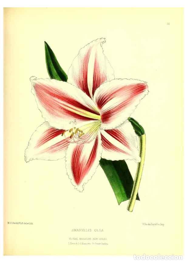 Collection Magazines and Newspapers: Reproducci&oacute;n/Reproduction 49677616987: The floral magazine;. London,L. Reeve & Co.. - Dombrain, Henr