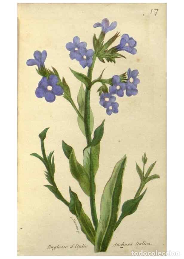 Collection Magazines and Newspapers: Reproducci&oacute;n/Reproduction 49647877307: Revue horticole.. Paris :Librairie agricole de la maison rust