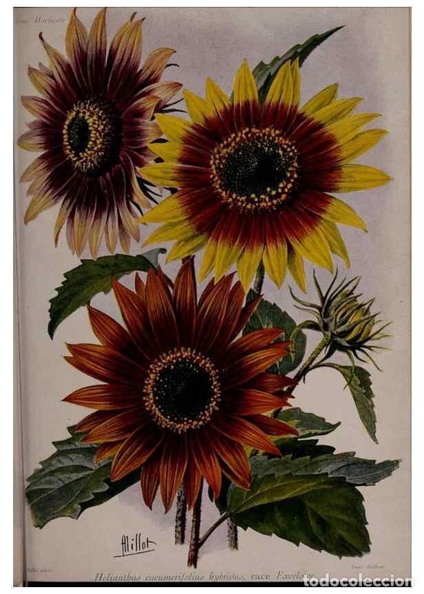 Collection Magazines and Newspapers: Reproducci&oacute;n/Reproduction 49644316592: Revue horticole.. Paris :Librairie agricole de la maison rust