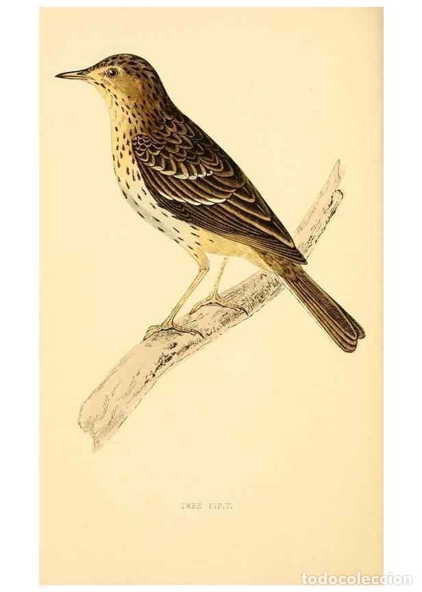 Collection Magazines and Newspapers: Reproducci&oacute;n/Reproduction 49675869803: A history of British birds.. London,Groombridge and Sons,[186