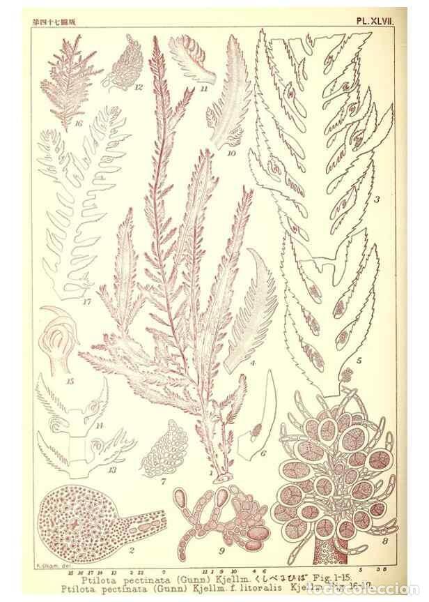 Collection Magazines and Newspapers: Reproducci&oacute;n/Reproduction 49673893526: Icones of Japanese algae.. Tokyo,Kazamashobo[1907-1942]. - Ok