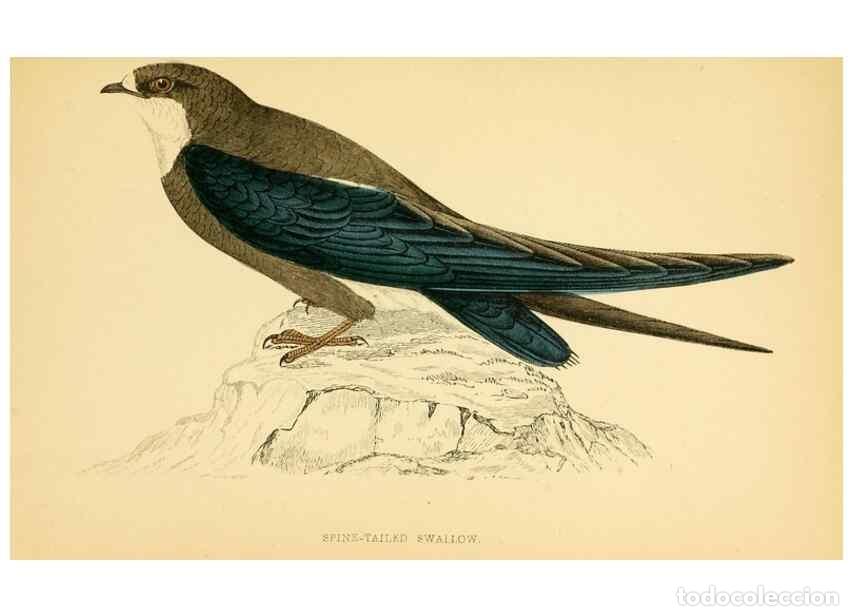 Collection Magazines and Newspapers: Reproducci&oacute;n/Reproduction 49676683377: A history of British birds.. London,Groombridge and Sons,[186