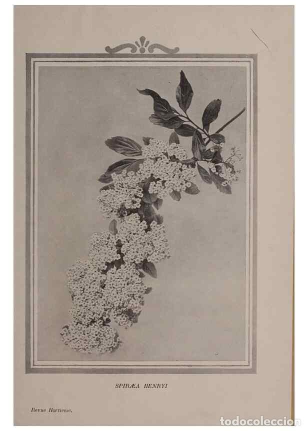 Collection Magazines and Newspapers: Reproducci&oacute;n/Reproduction 49644313962: Revue horticole.. Paris :Librairie agricole de la maison rust