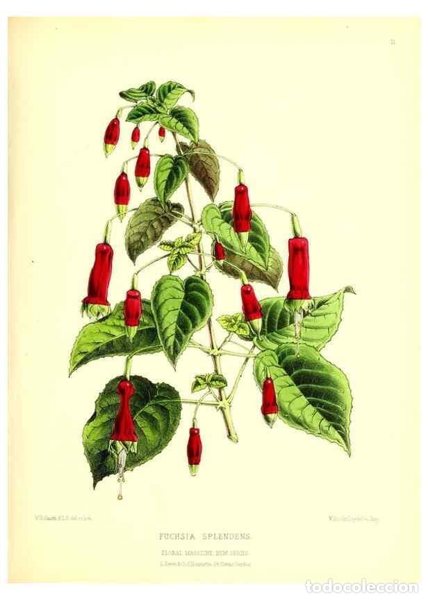 Collection Magazines and Newspapers: Reproducci&oacute;n/Reproduction 49677331226: The floral magazine;. London,L. Reeve & Co.. - Dombrain, Henr