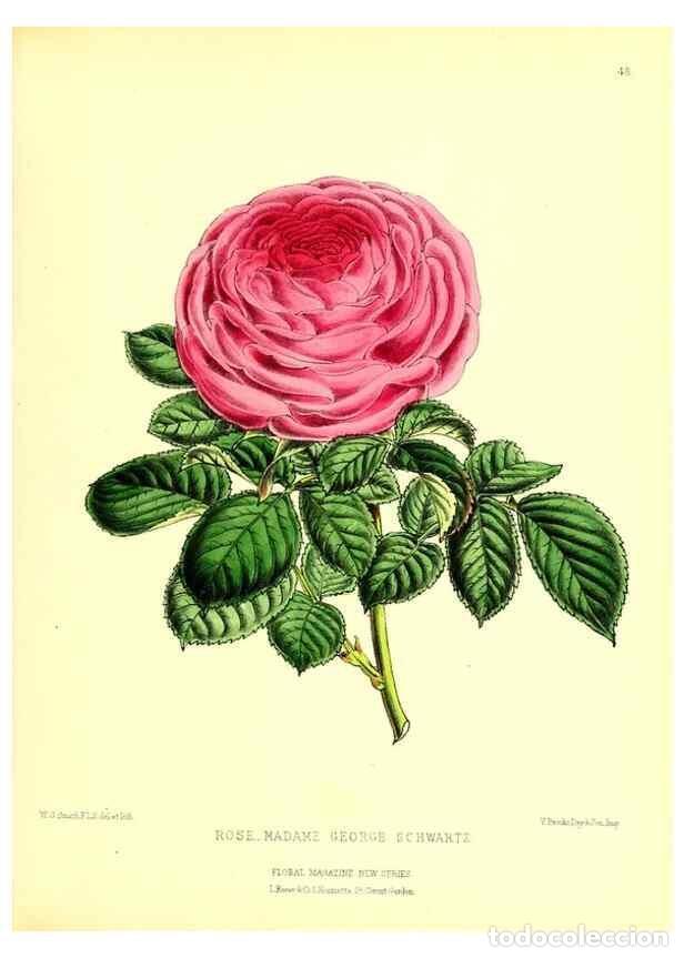 Collection Magazines and Newspapers: Reproducci&oacute;n/Reproduction 49676807493: The floral magazine;. London,L. Reeve & Co.. - Dombrain, Henr