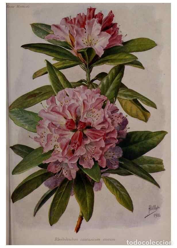 Collection Magazines and Newspapers: Reproducci&oacute;n/Reproduction 49644315382: Revue horticole.. Paris :Librairie agricole de la maison rust