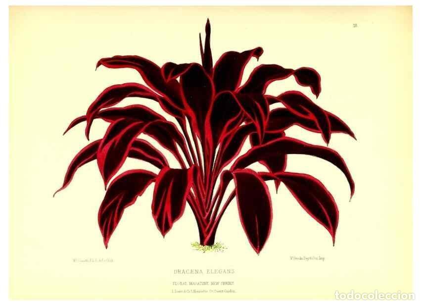 Collection Magazines and Newspapers: Reproducci&oacute;n/Reproduction 49676799778: The floral magazine;. London,L. Reeve & Co.. - Dombrain, Henr