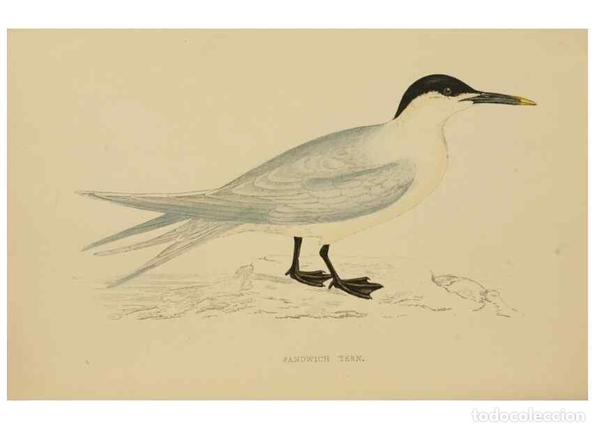 Collection Magazines and Newspapers: Reproducci&oacute;n/Reproduction 49678916903: A history of British birds.. London,Groombridge and Sons,[186