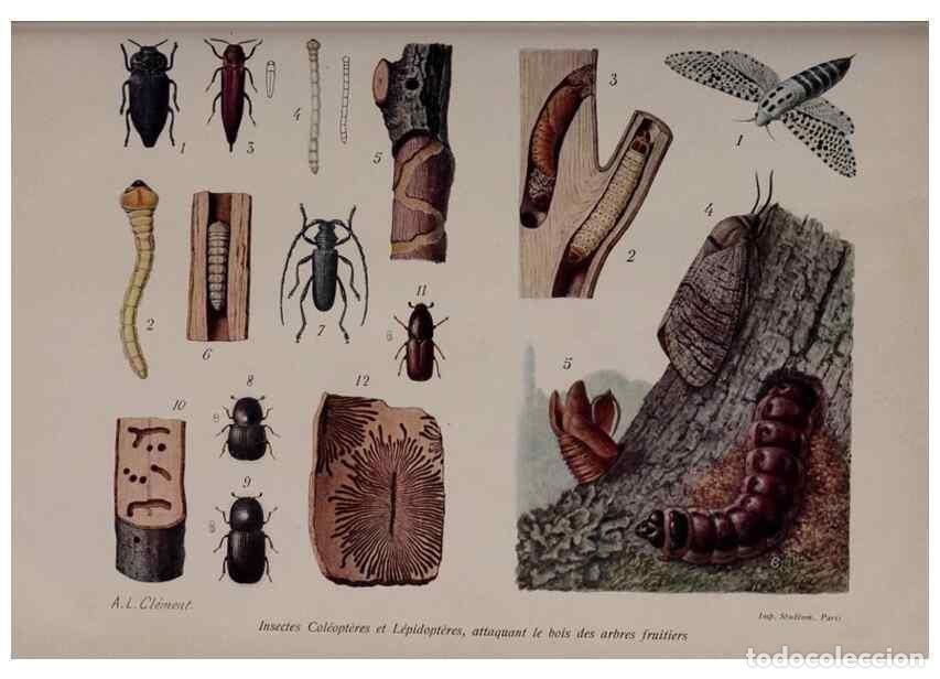 Collection Magazines and Newspapers: Reproducci&oacute;n/Reproduction 49644316882: Revue horticole.. Paris :Librairie agricole de la maison rust